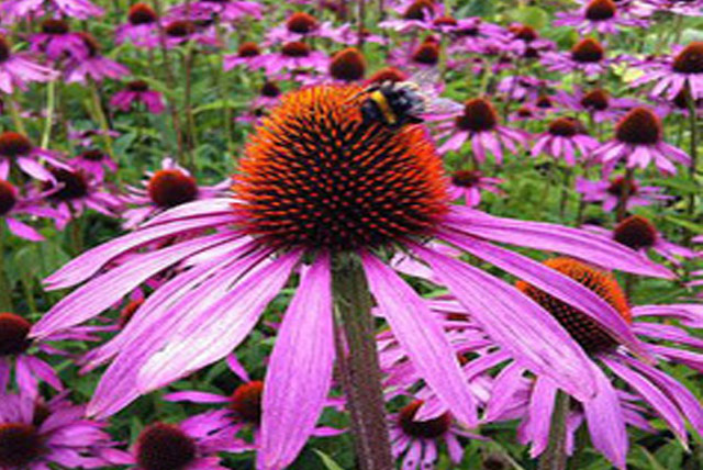 Foto Echinacea